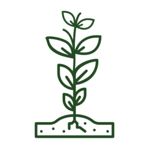 plant growing icon